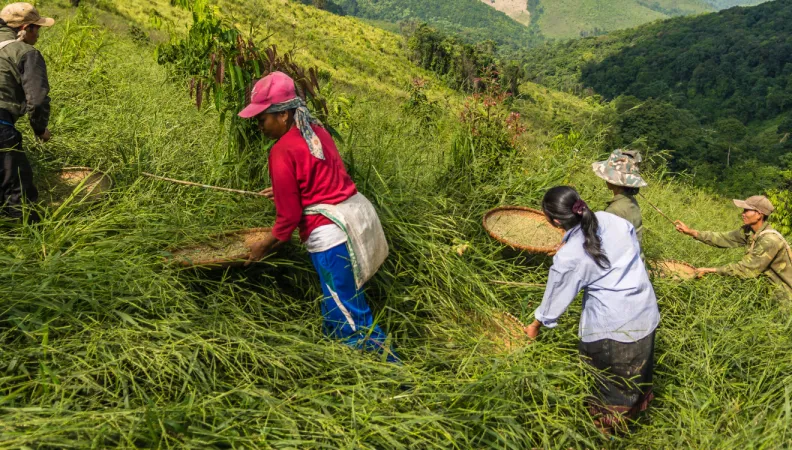 Laotiens semant des graines fourragères 