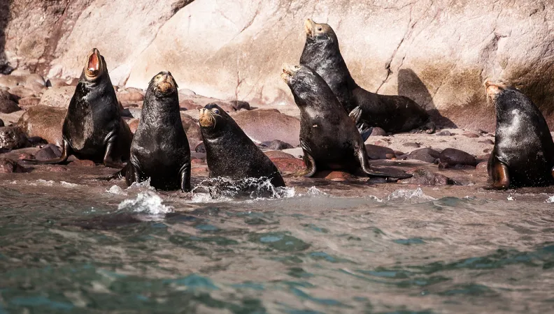 Mexique, lions de mer