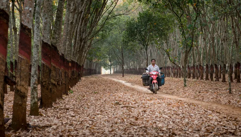 Culture du caoutchouc au Cambodge © Antoine Raab / Melon Rouge