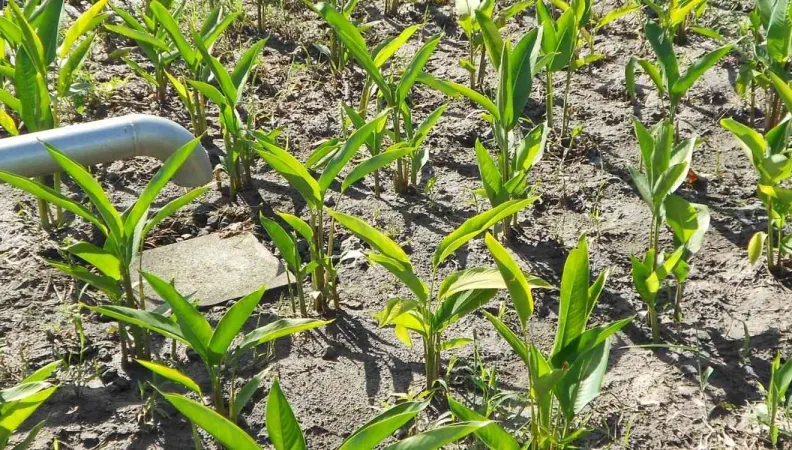 Taupinière et héliconias - Projet Caribsan