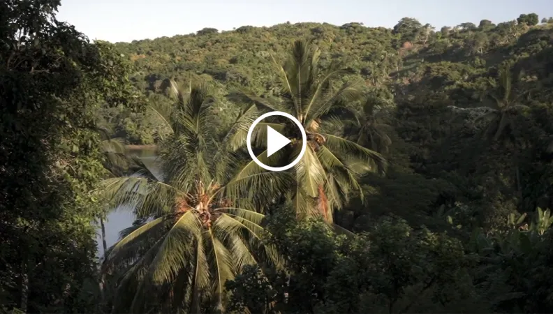 Comores, biodiversité 