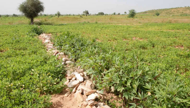 paysage, végétation, cordon pierreux