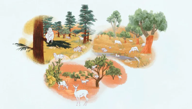 Atelier en ligne : activités de pleine nature au service de la biodiversité du parc national d’Ifrane, Maroc