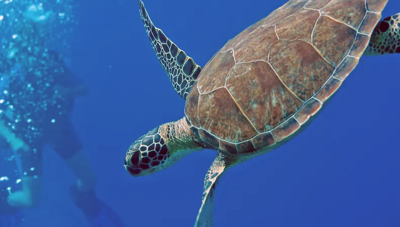 Tortue marine