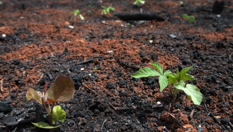 Finance durable Mexique