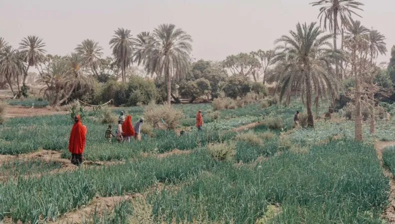 l’AFD s’est engagée à octroyer 600 millions d’euros sur la période 2021-2025 pour accélérer l’initiative Grande Muraille Verte 