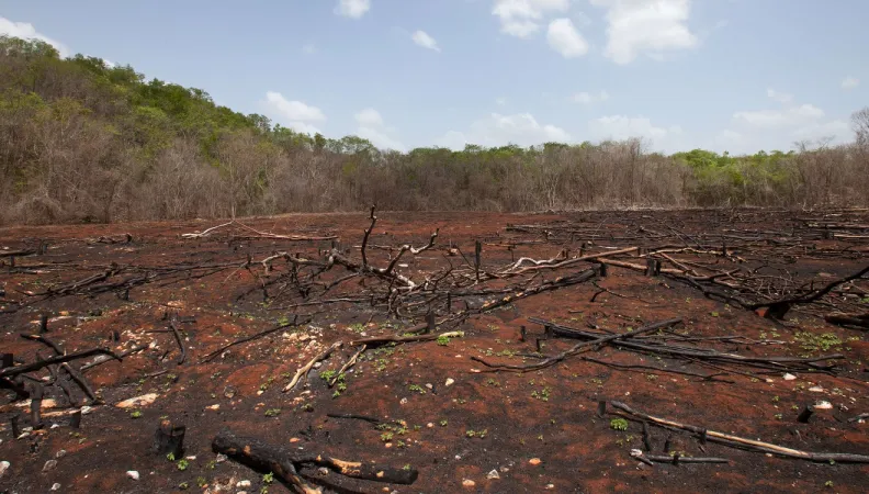 forêt déforestation incendie
