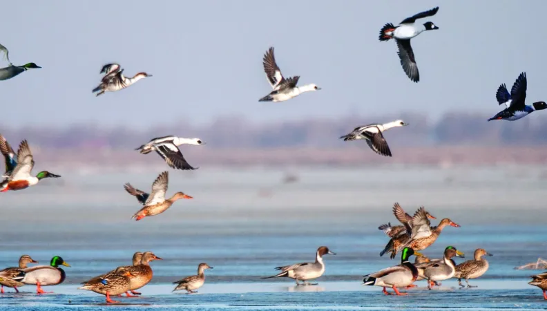The ecological restoration of Wolong Lake
