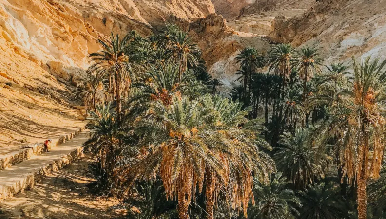 Visuel GEMMES Tunisie