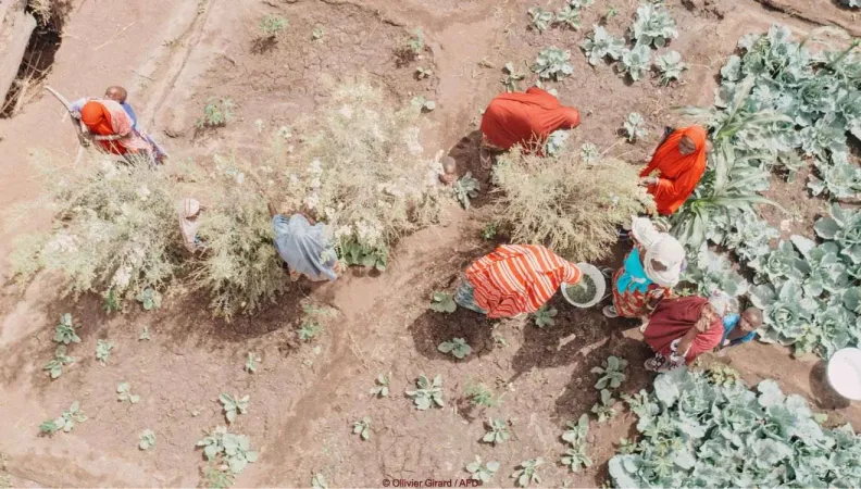 Femmes récoltants des feuilles de henné dans la cuvette oasienne de Kourgam
