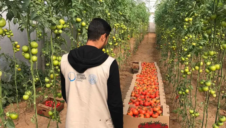 Agriculture, Palestine