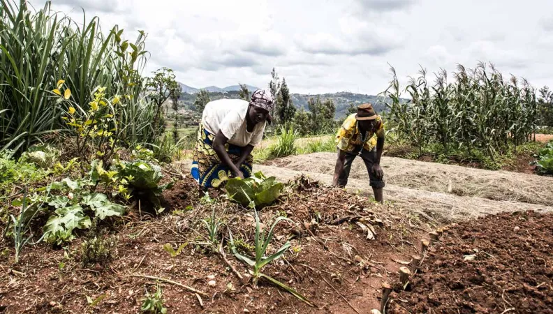 L'AFD accompagne l'ONG Frêres des hommes dans le renforcement Renforcer des capacités socio-économiques des paysans au Rwanda