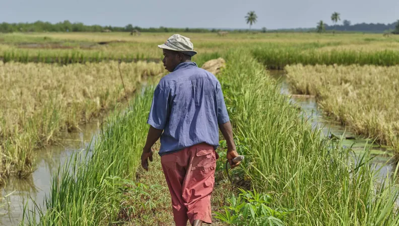 Afrique Guinée agriculture