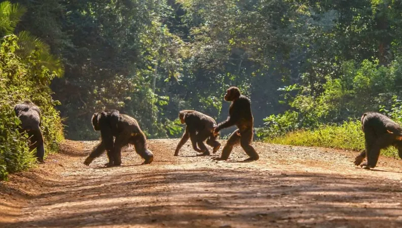 Des singes en Guinée Conakry