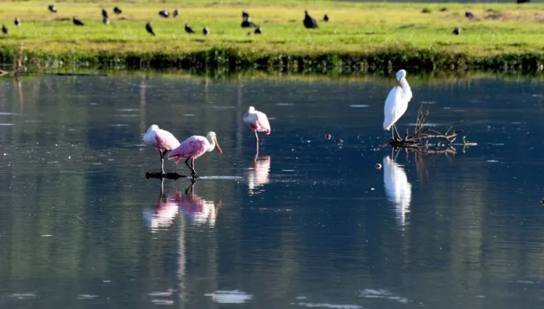 Le paysage d'une île en Amérique latine