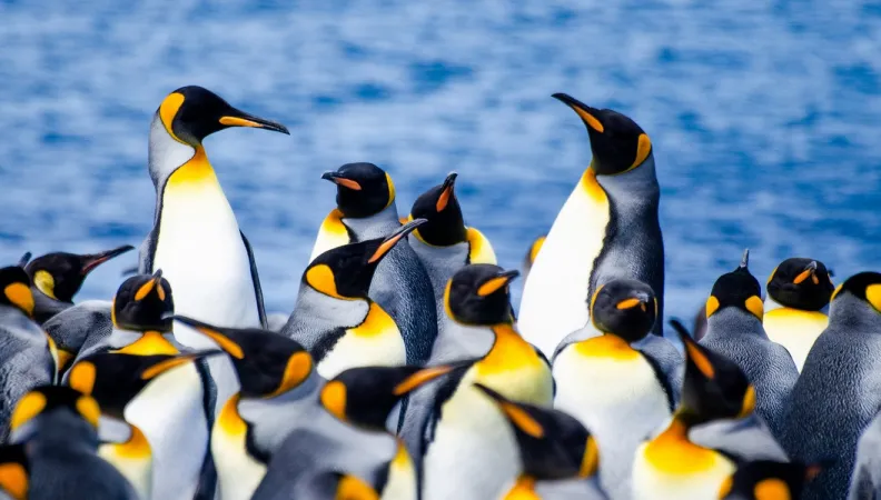 Terres australes antarctiques françaises adaptation changement climatique sauvegarde biodiversité