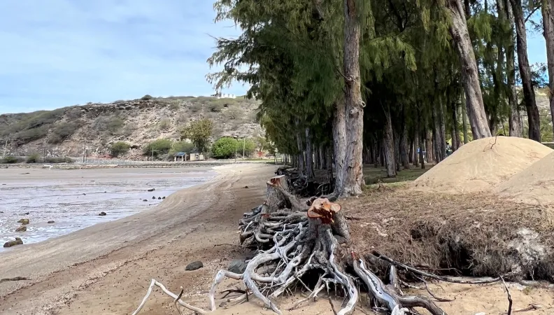 lagune arbre Maurice