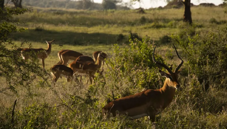 Antilopes dans le parc national du lac Nakuru