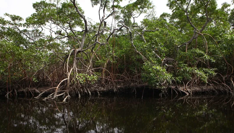 mangroves