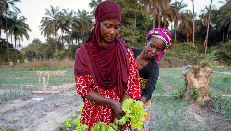 L’objectif du projet SEMER est de stimuler le développement de la filière maraîchère dans la région de la Casamance, au Sénégal.