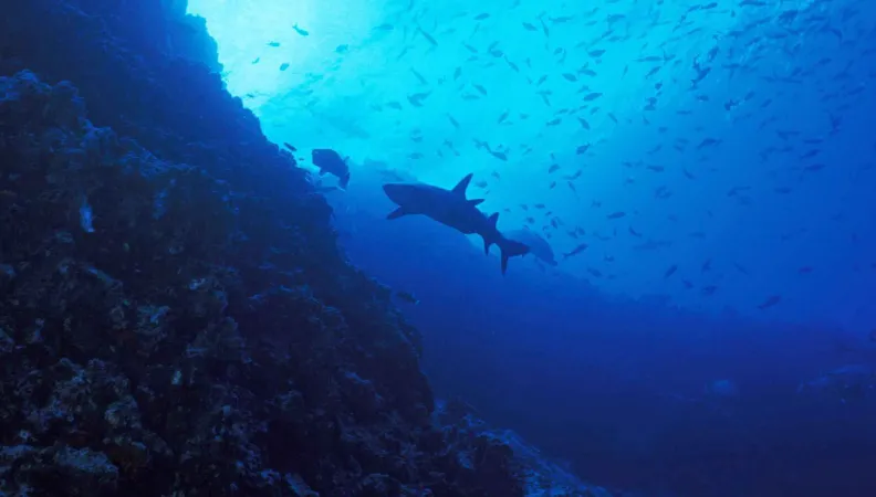 La vie sous-marine au Costa Rica