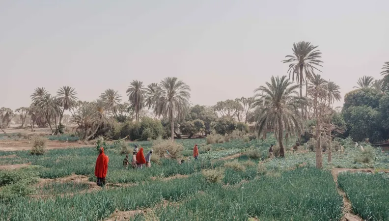 Grande muraille verte COP désertification Sahel AFD