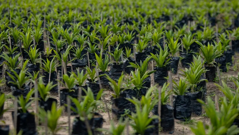 reforestation agriculture durable securite alimentaire