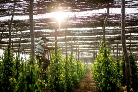 production poivre Kampot, Asie, agriculture