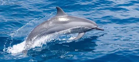Dauphin dans l'océan