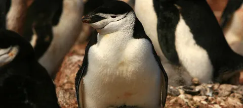 Pinguino de barbijo América latina océano y biodiversidad 