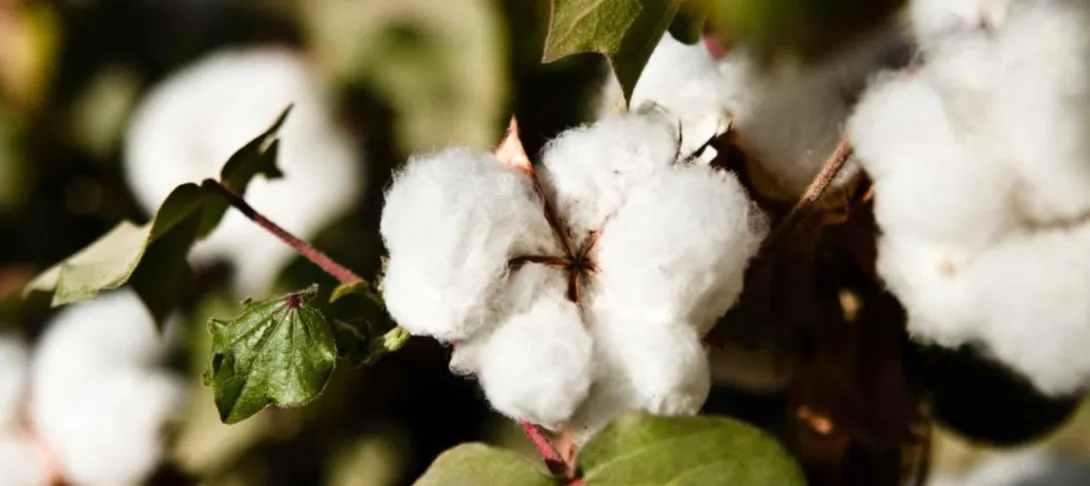 Culture du coton en Afghanistan